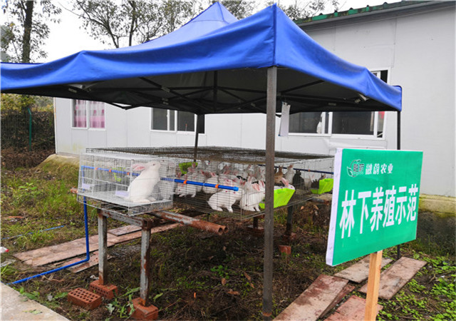 ����������ֳʾ��