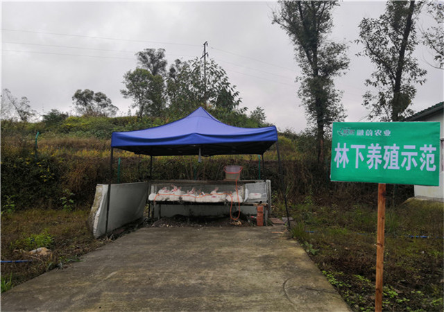 ����������ֳʾ��