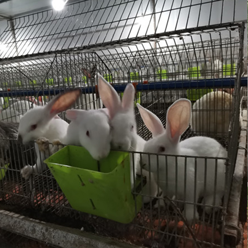 兔子养殖 兔子养殖