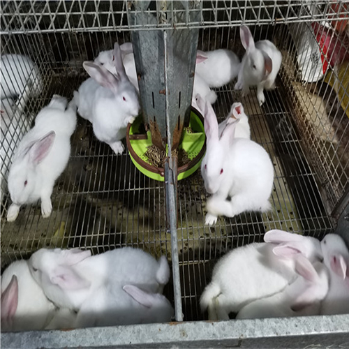 长治兔苗批发