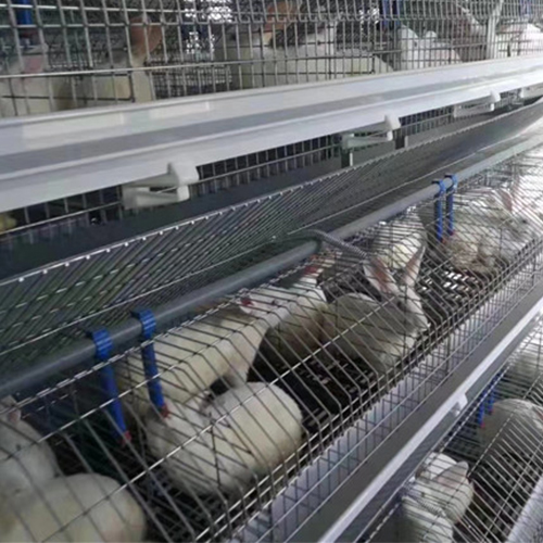 长治种兔养殖