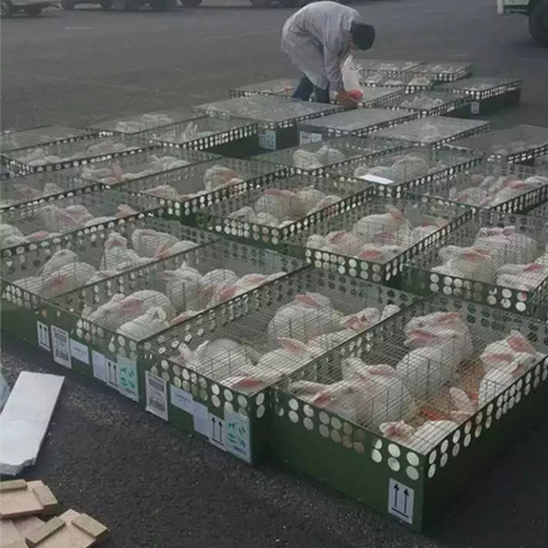 长治肉兔育种