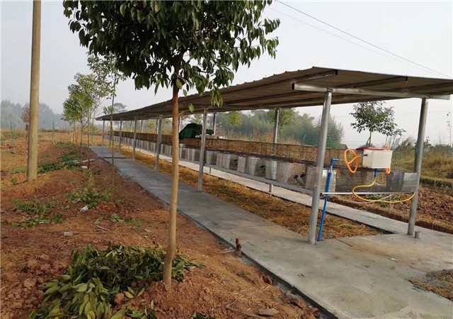 ������ֳʾ��