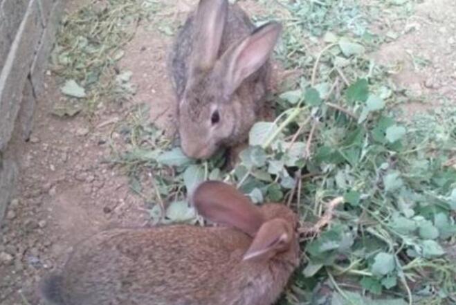 养殖兔子.jpg 养殖兔子.jpg